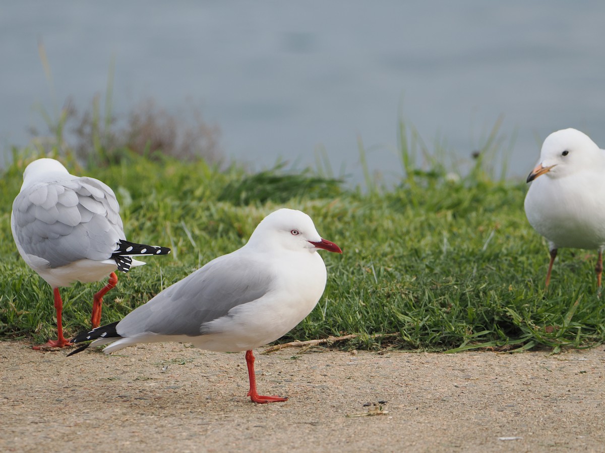 Silver Gull - ML640019339