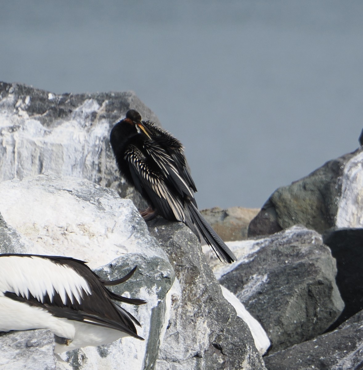 Australasian Darter - ML640019341