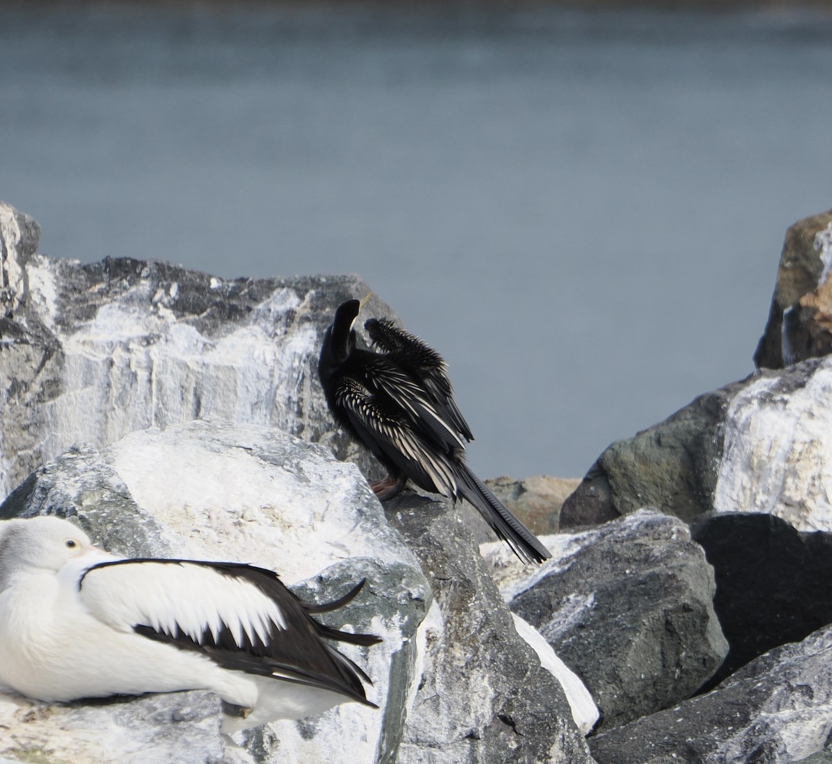 Australasian Darter - ML640019342