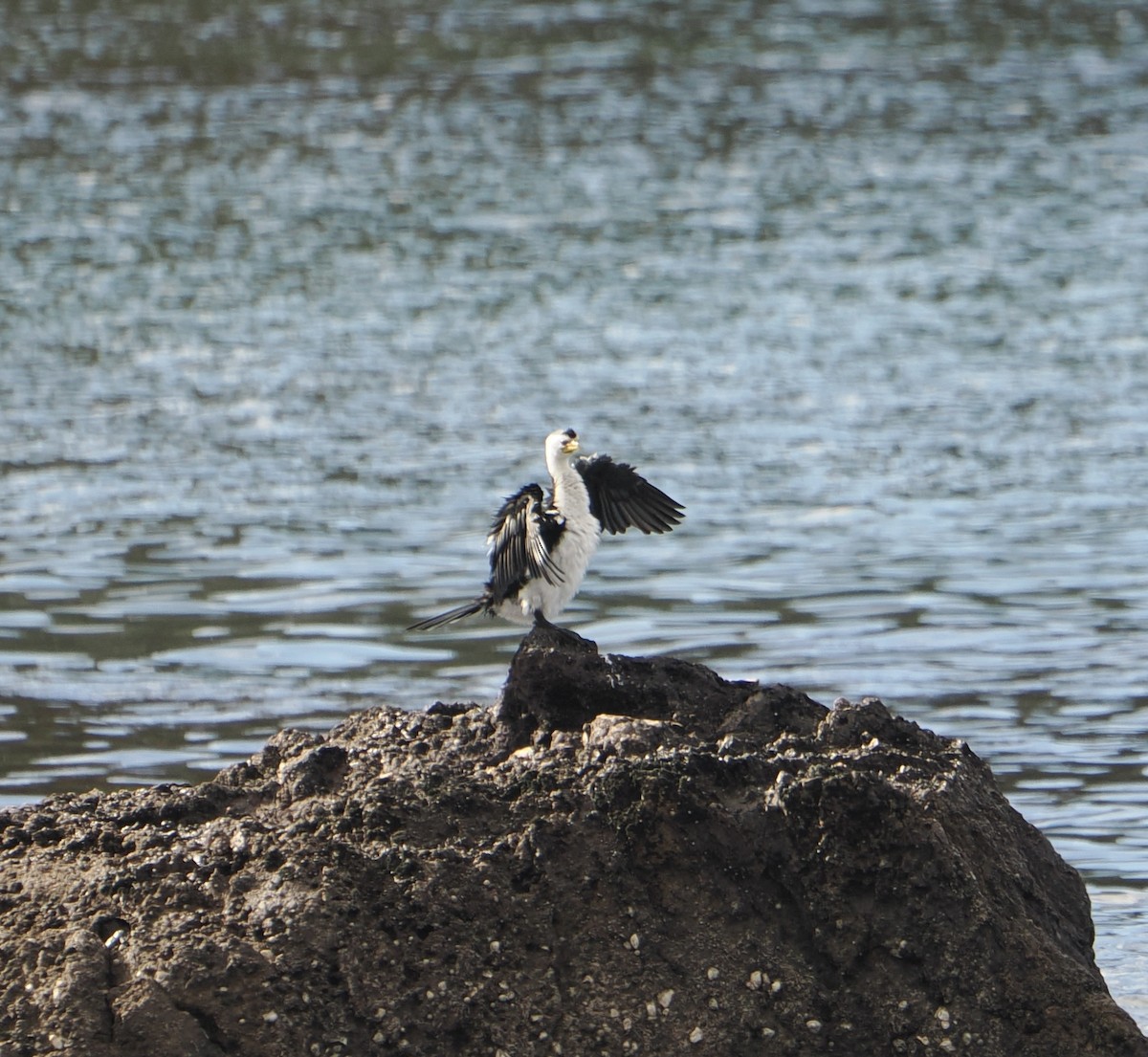 Little Pied Cormorant - ML640019344