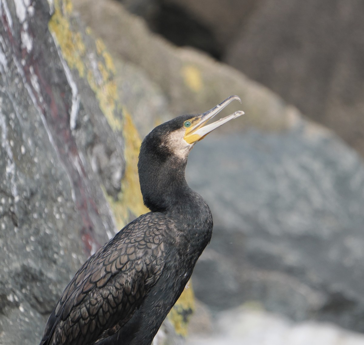 Great Cormorant - ML640019346