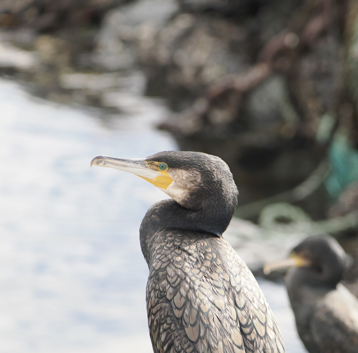Great Cormorant - ML640019347