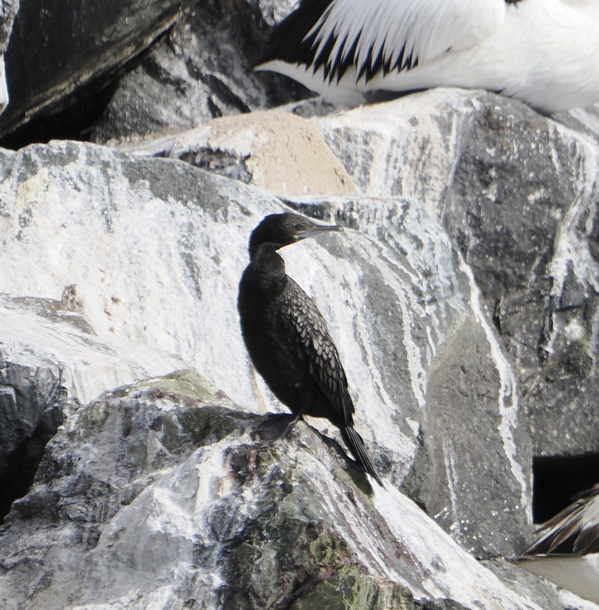 Little Black Cormorant - ML640019349