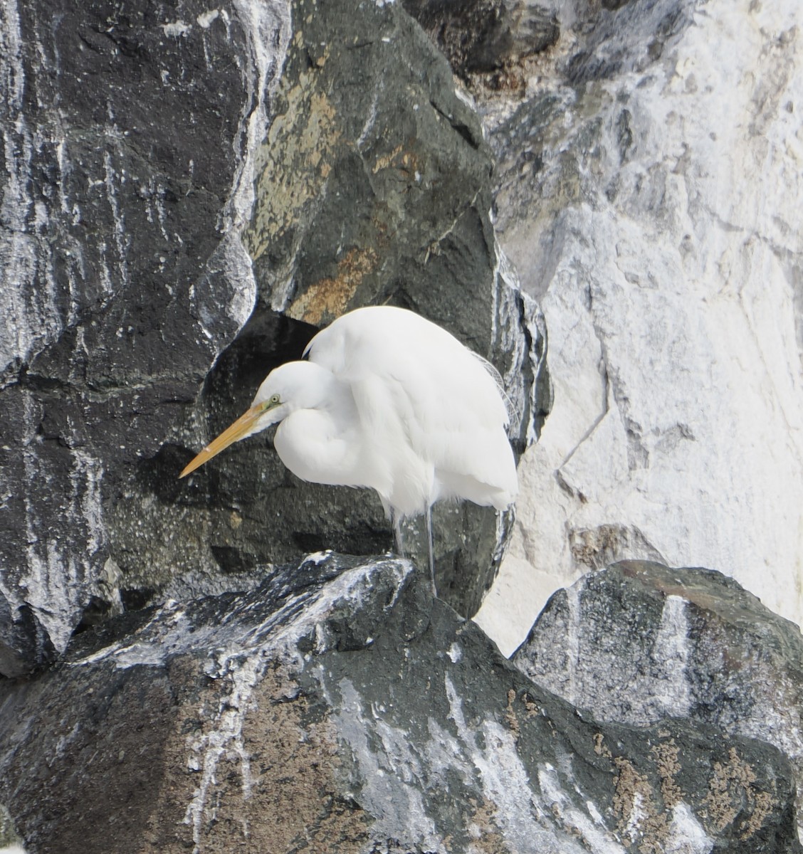 Great Egret - ML640019351