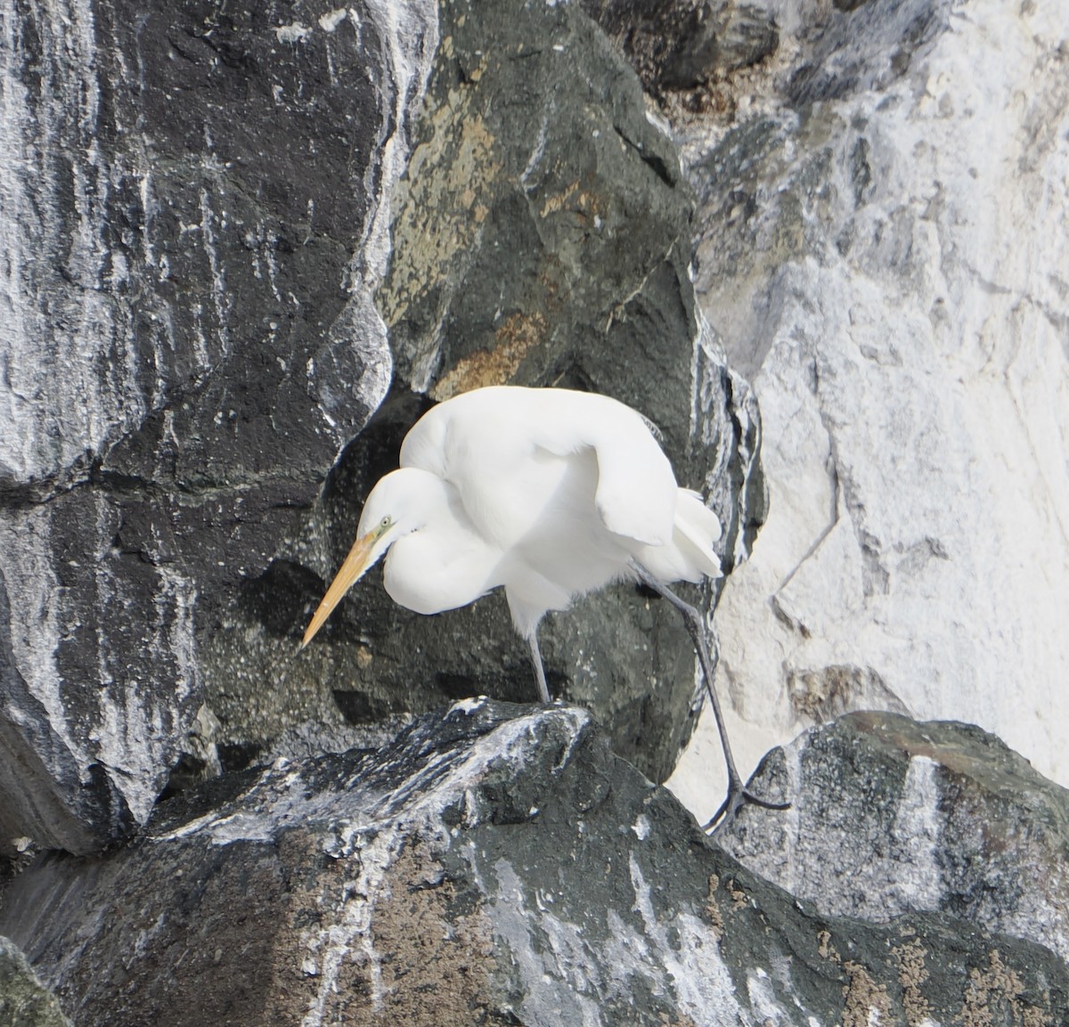 Great Egret - ML640019352