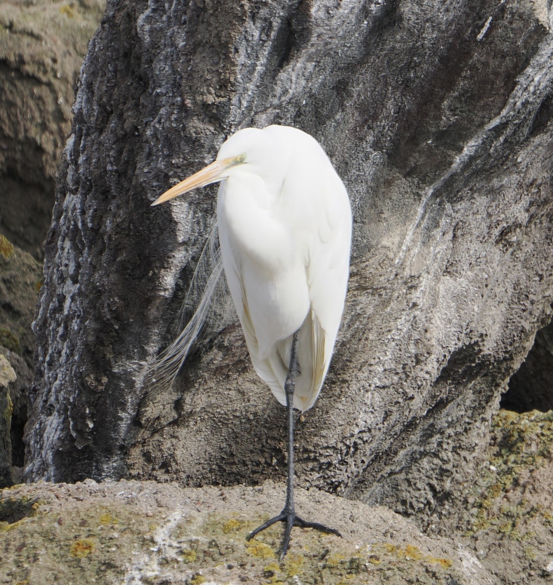 Great Egret - ML640019353