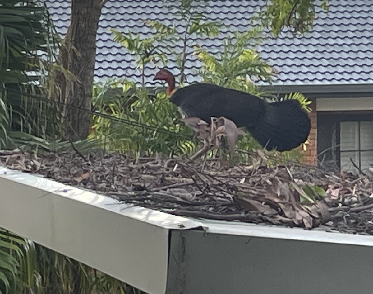 Australian Brushturkey - ML640019355