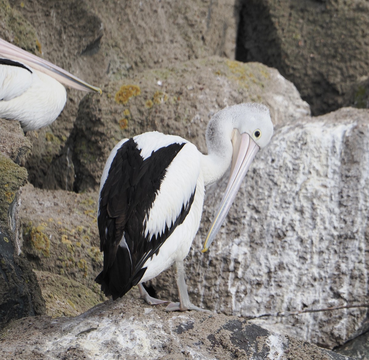 Australian Pelican - ML640019356