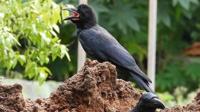 Large-billed Crow - ML640019409