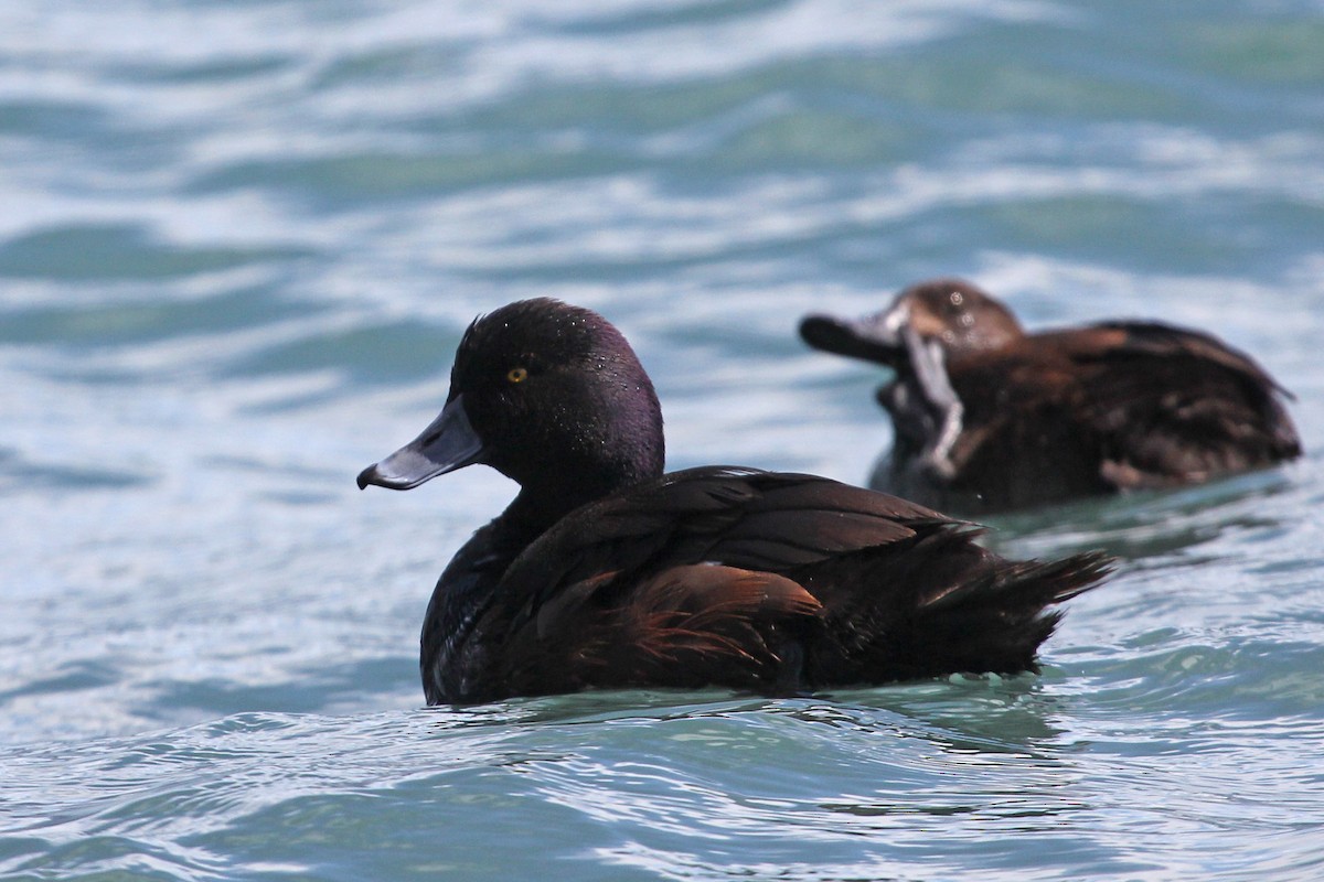 New Zealand Scaup - ML640019430