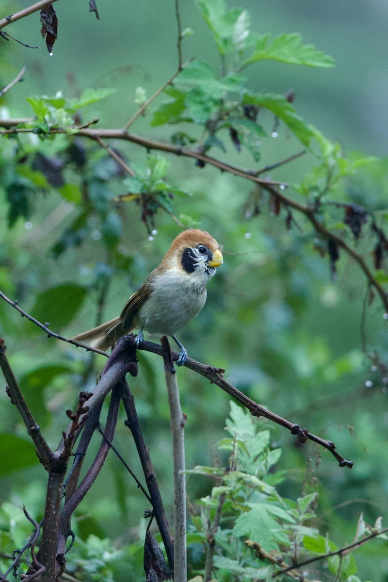 Spot-breasted Parrotbill - ML640019479