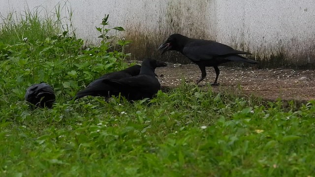 Large-billed Crow - ML640019542
