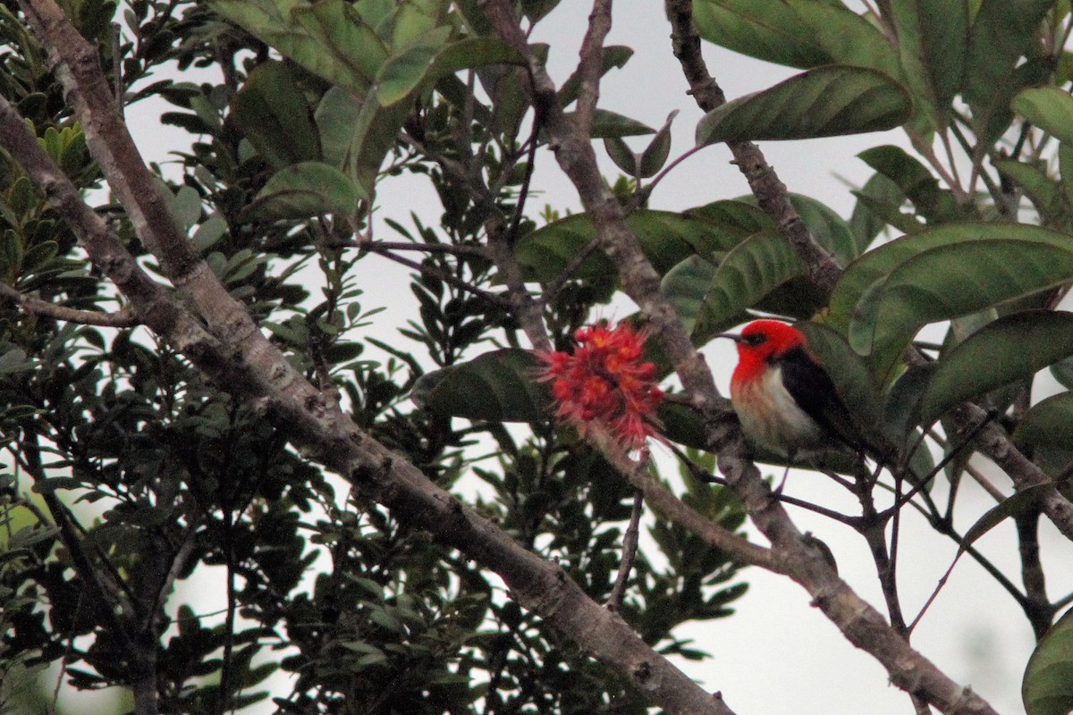 New Caledonian Myzomela - ML640019560