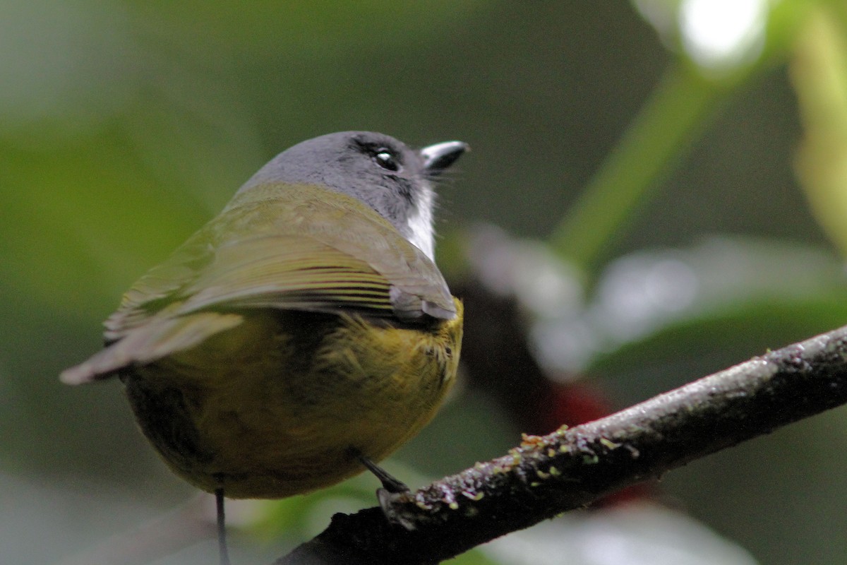 New Caledonian Whistler - ML640019574