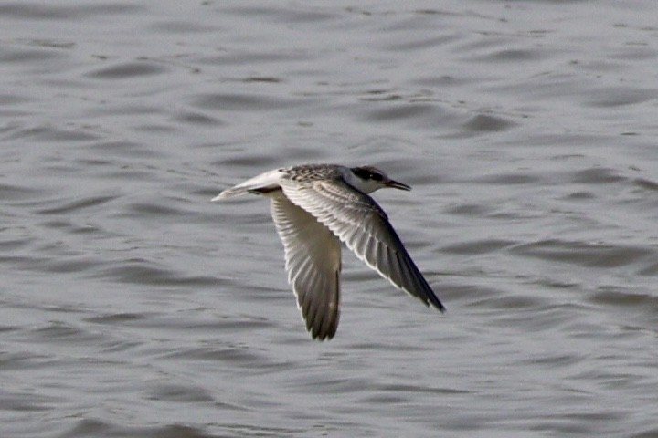 Little Tern - ML640019661