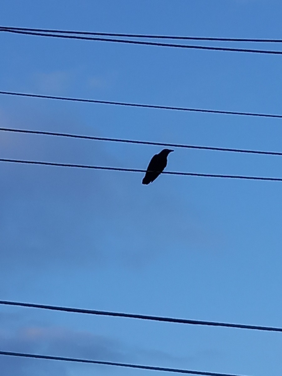 crow/raven sp. - ML640019729