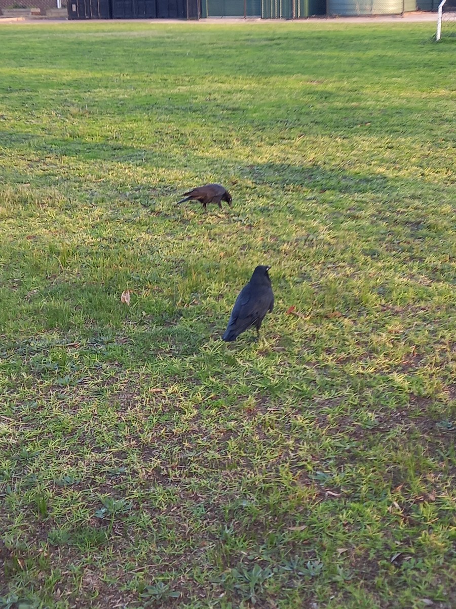 crow/raven sp. - ML640019730