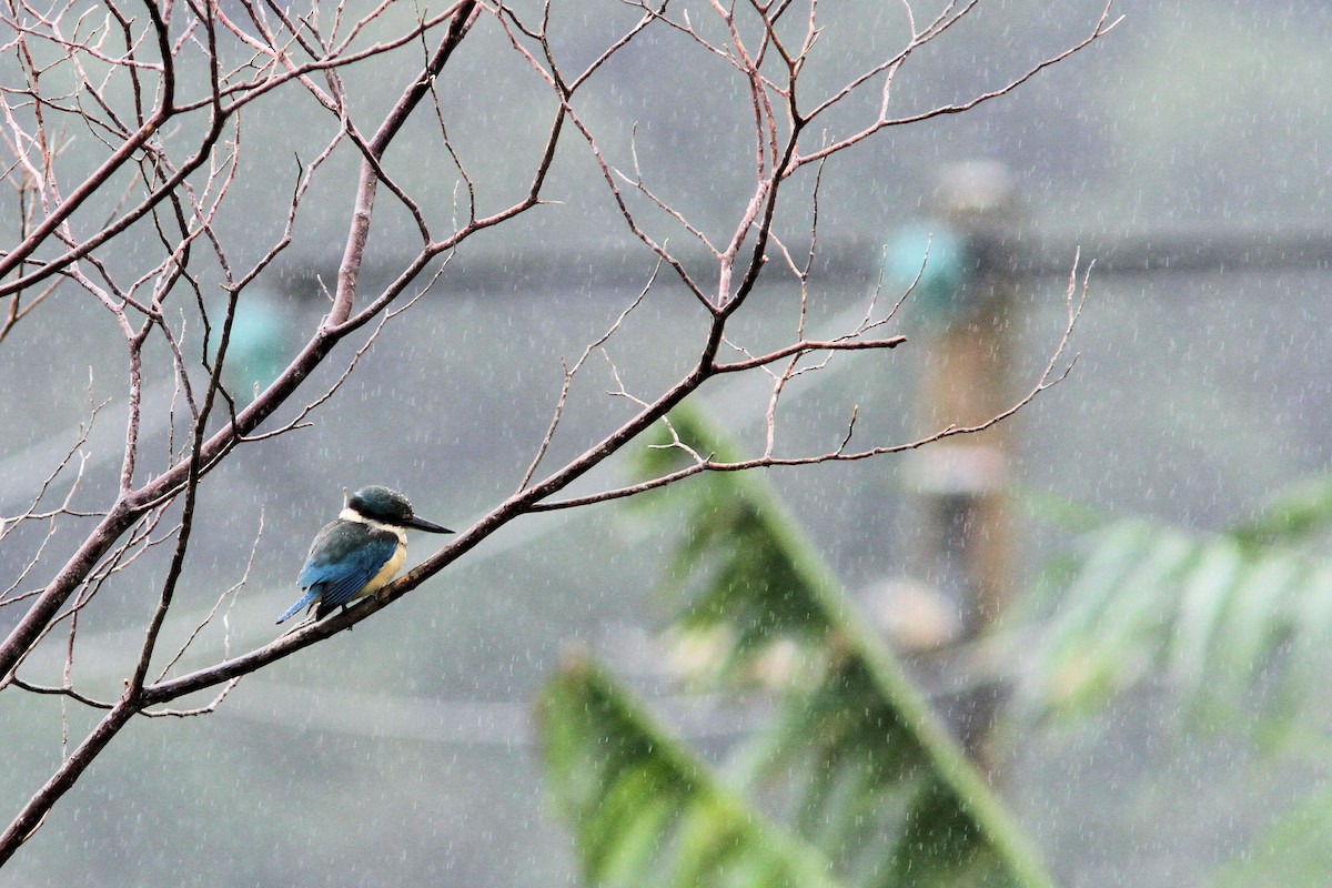 Sacred Kingfisher (New Caledonian) - ML640019750