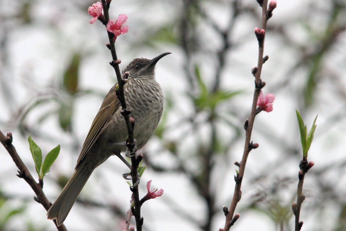 Barred Honeyeater - ML640019763