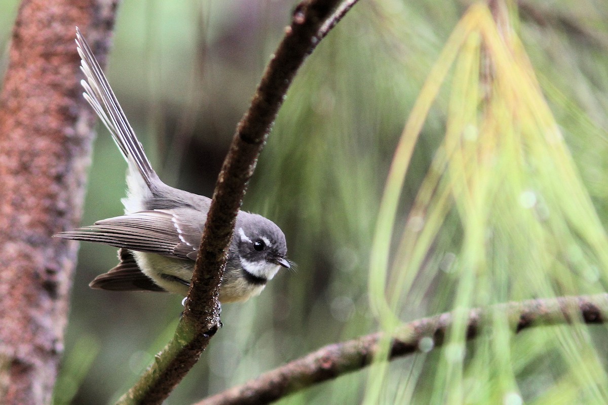 Gray Fantail (Melanesian) - ML640019766