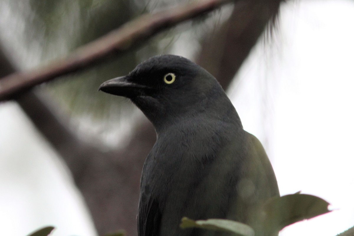 South Melanesian Cuckooshrike - ML640019767