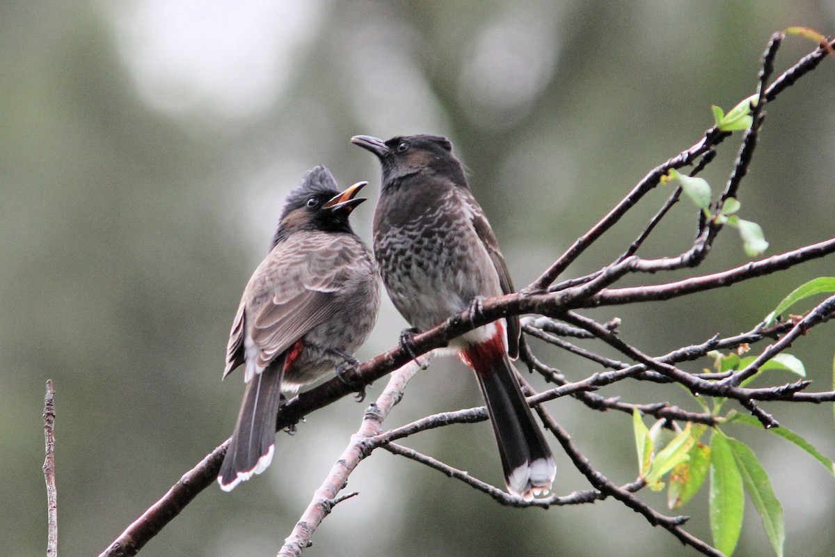 Red-vented Bulbul - ML640019782