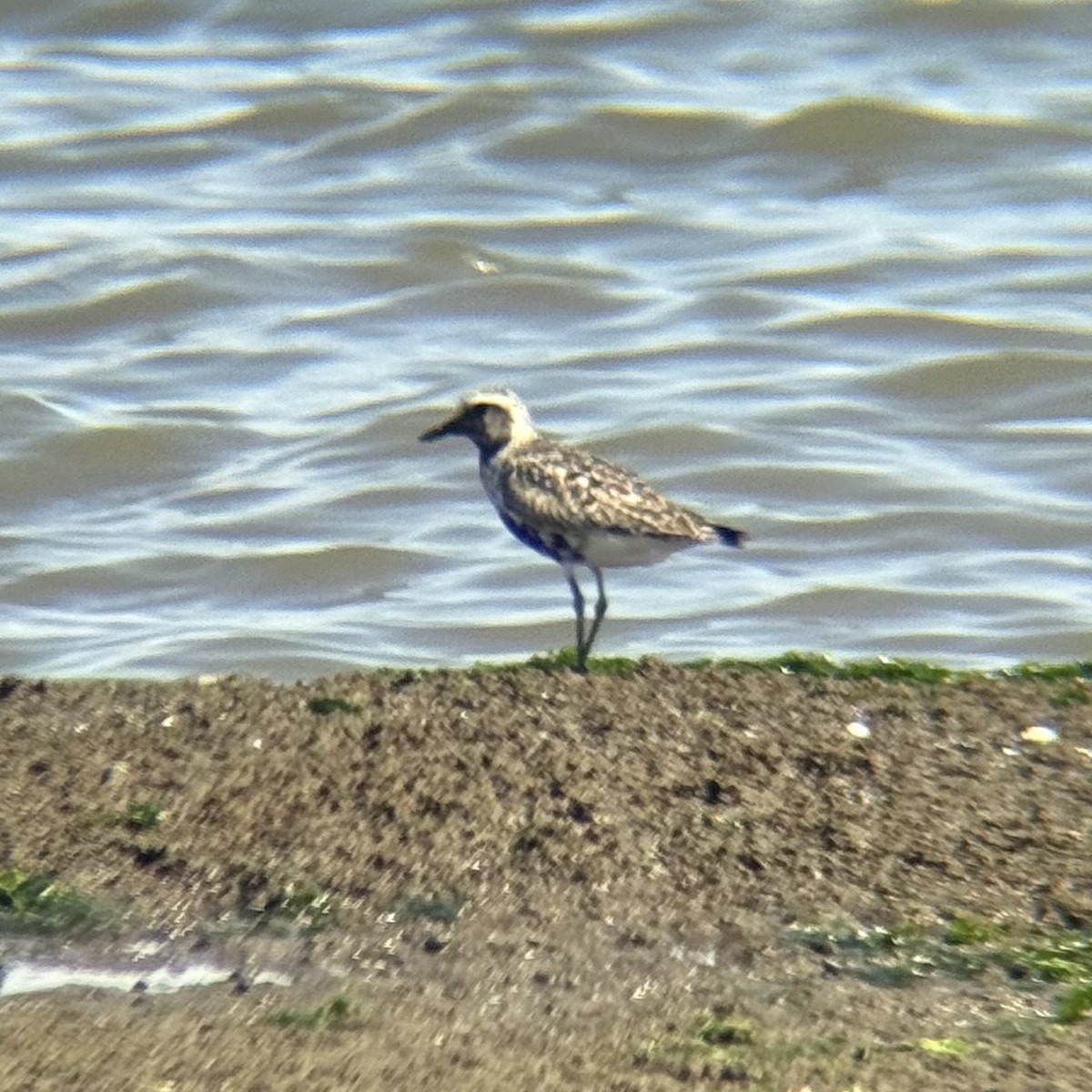 Black-bellied Plover - ML640019789
