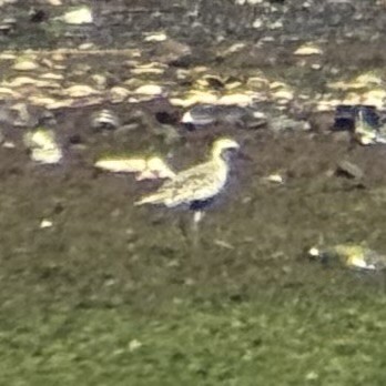 Black-bellied Plover - ML640019790