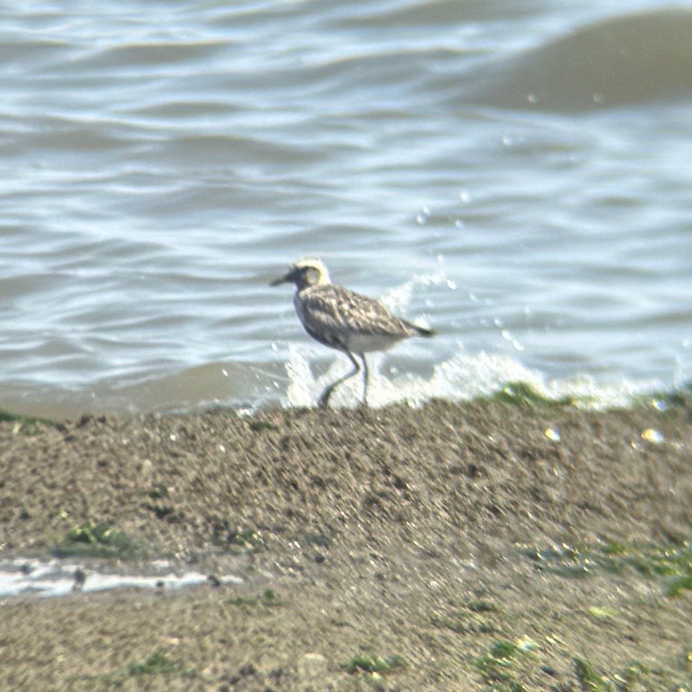 Black-bellied Plover - ML640019791