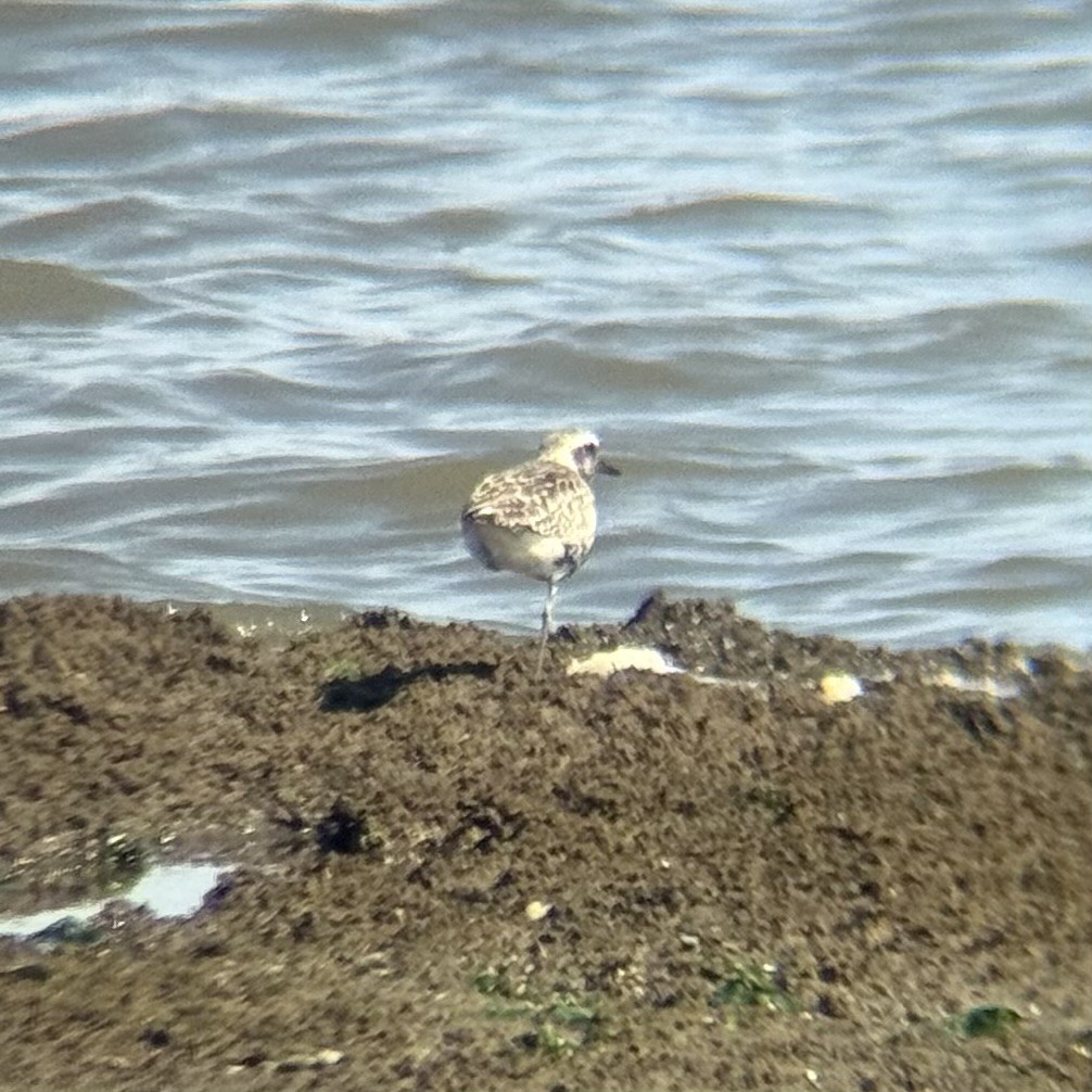Black-bellied Plover - ML640019792