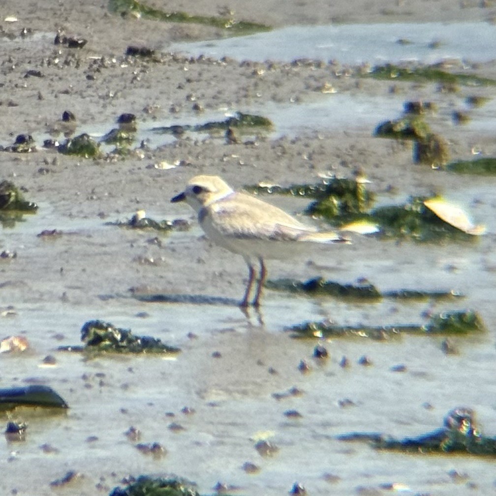 Piping Plover - ML640019795