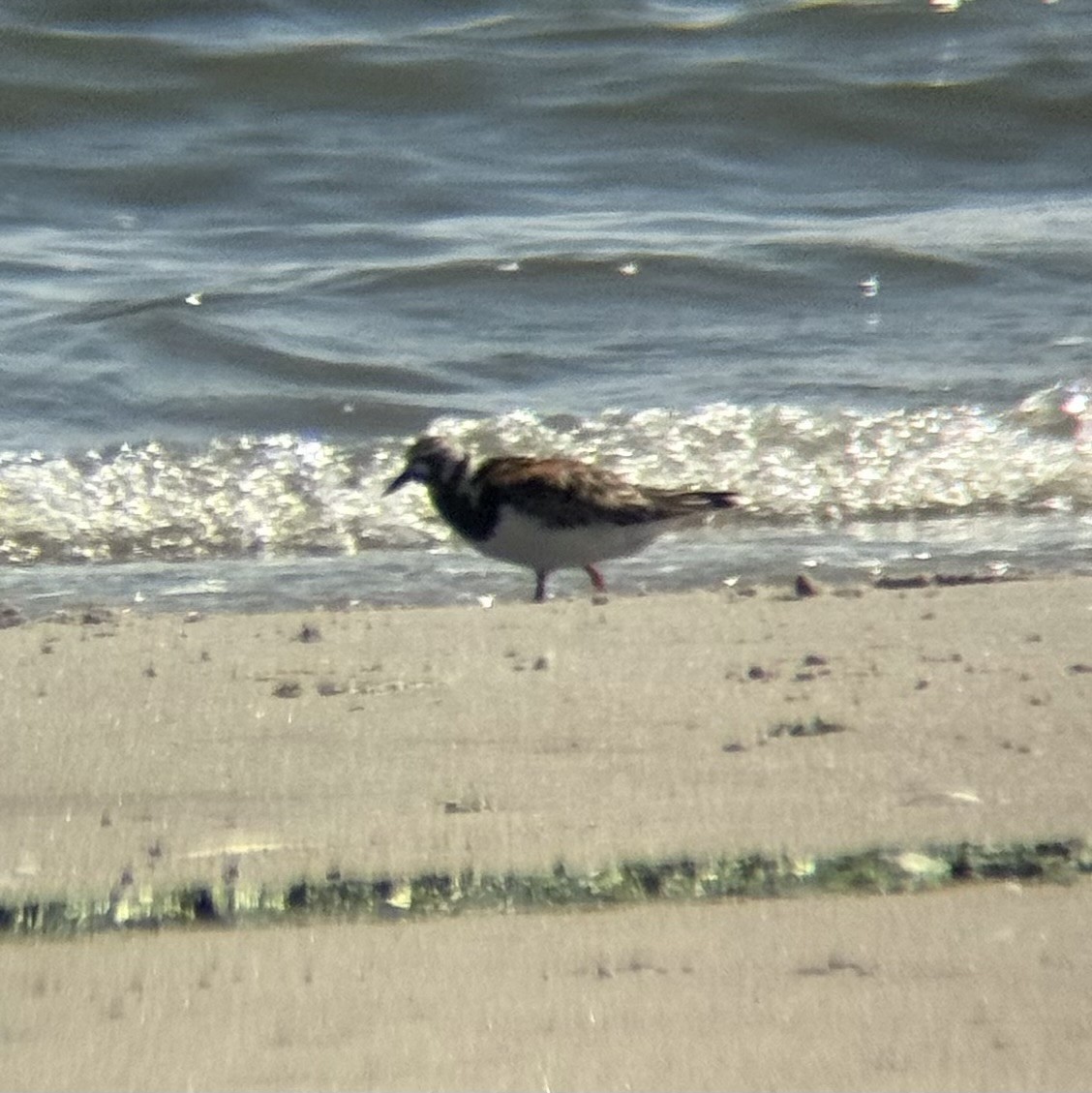 Ruddy Turnstone - ML640019799