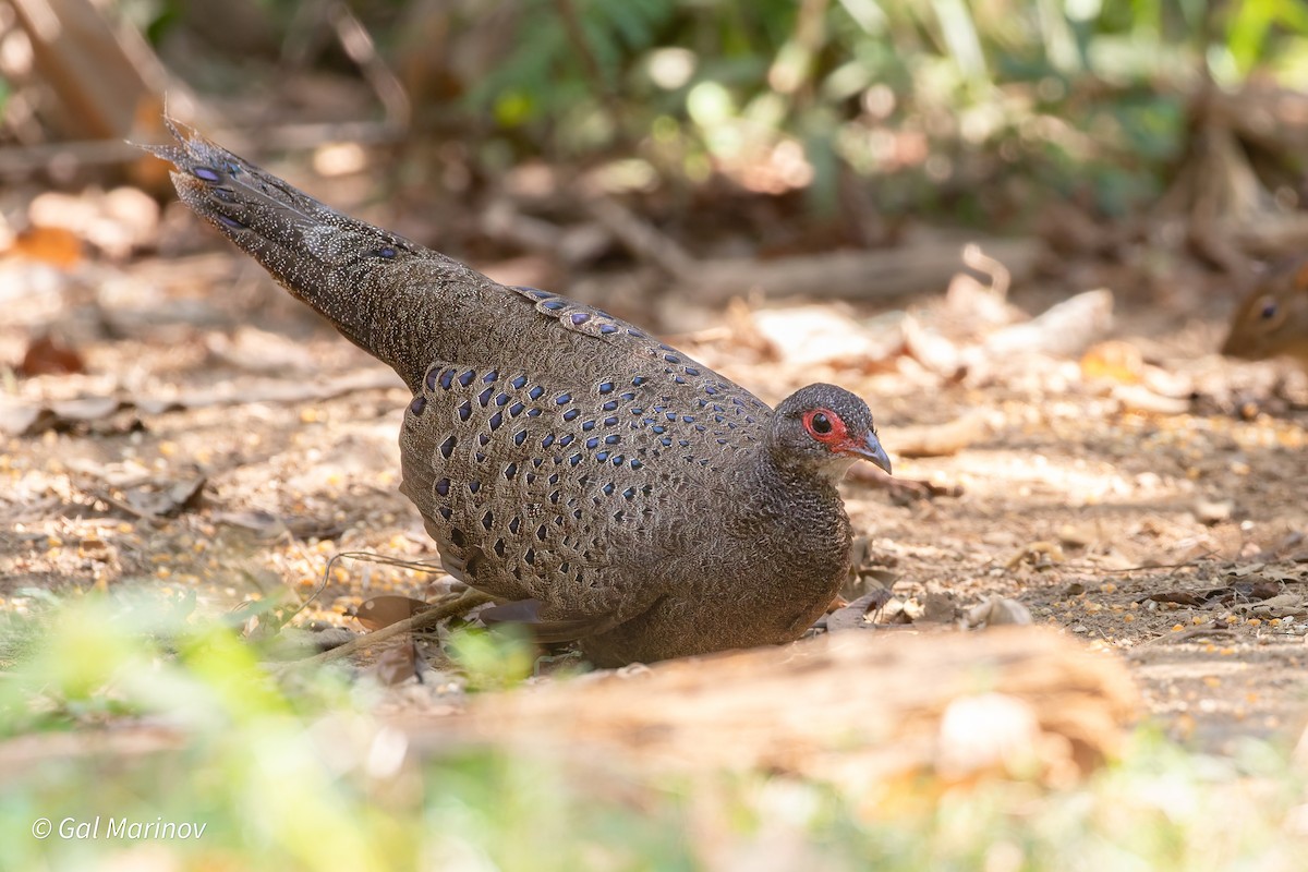 Germain's Peacock-Pheasant - ML640019858