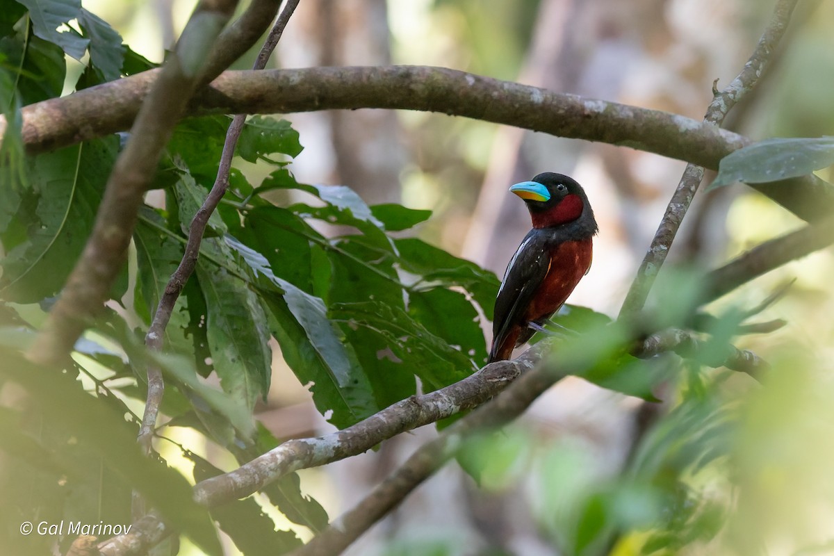 Black-and-red Broadbill - ML640019864