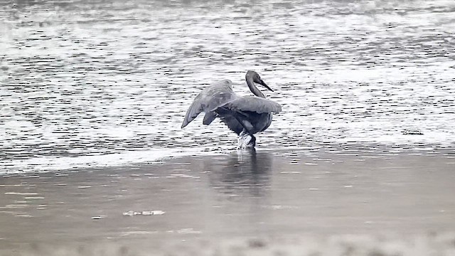 アカクロサギ - ML640019872