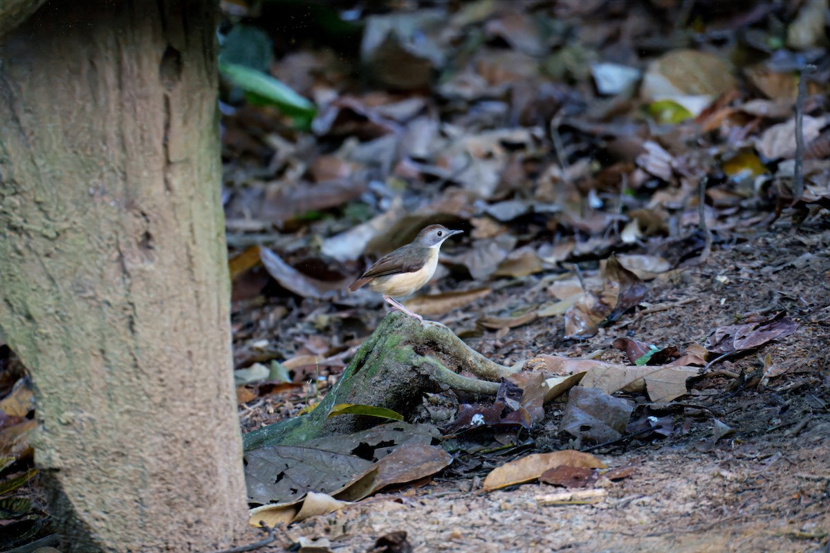 Short-tailed Babbler - ML640019877
