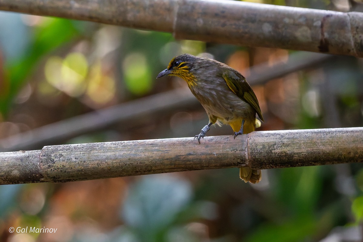 Stripe-throated Bulbul - ML640019879