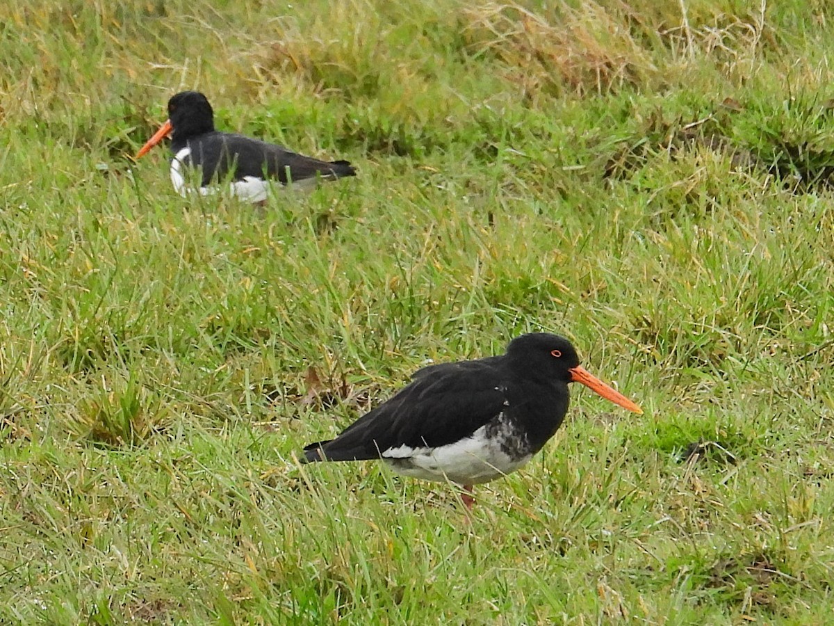 Variable Oystercatcher - ML640019888