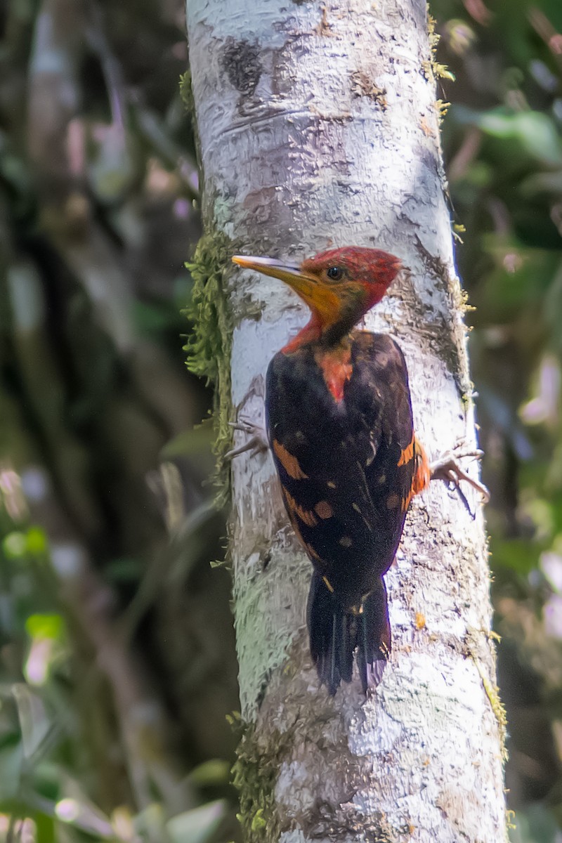Orange-backed Woodpecker - ML640019922