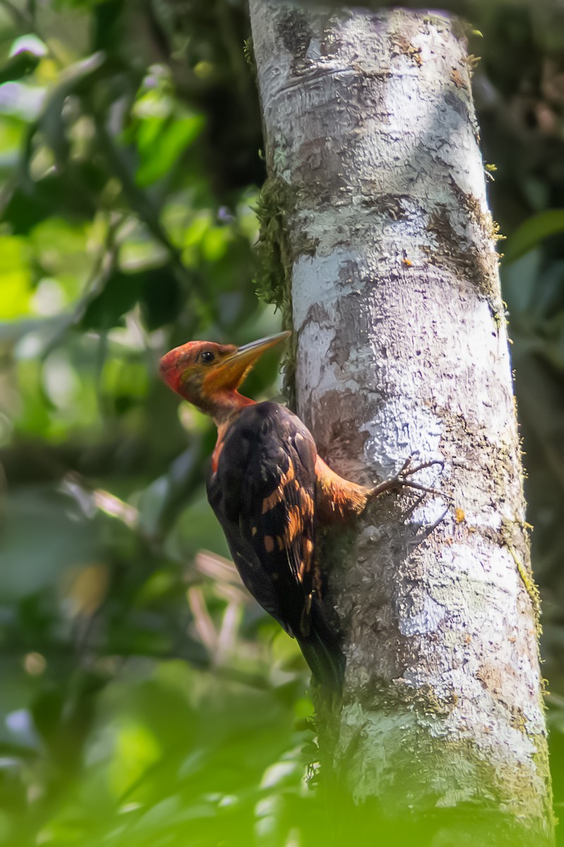 Orange-backed Woodpecker - ML640019923