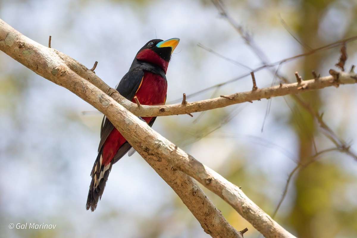 Black-and-red Broadbill - ML640019957