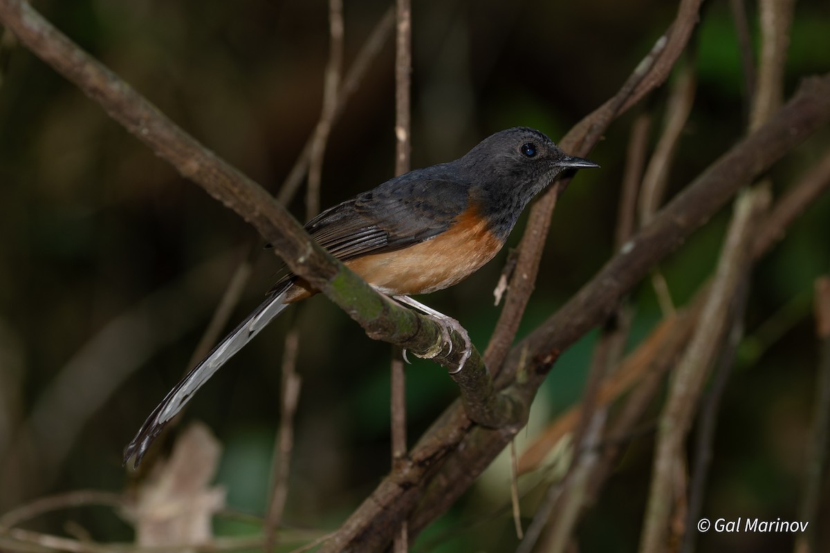 White-rumped Shama - ML640019959