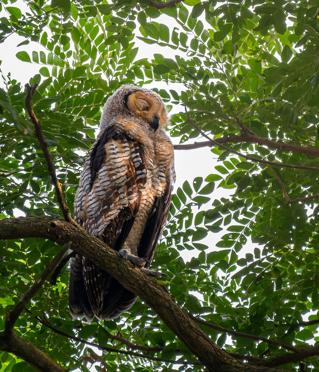 Spotted Wood-Owl - ML640019986