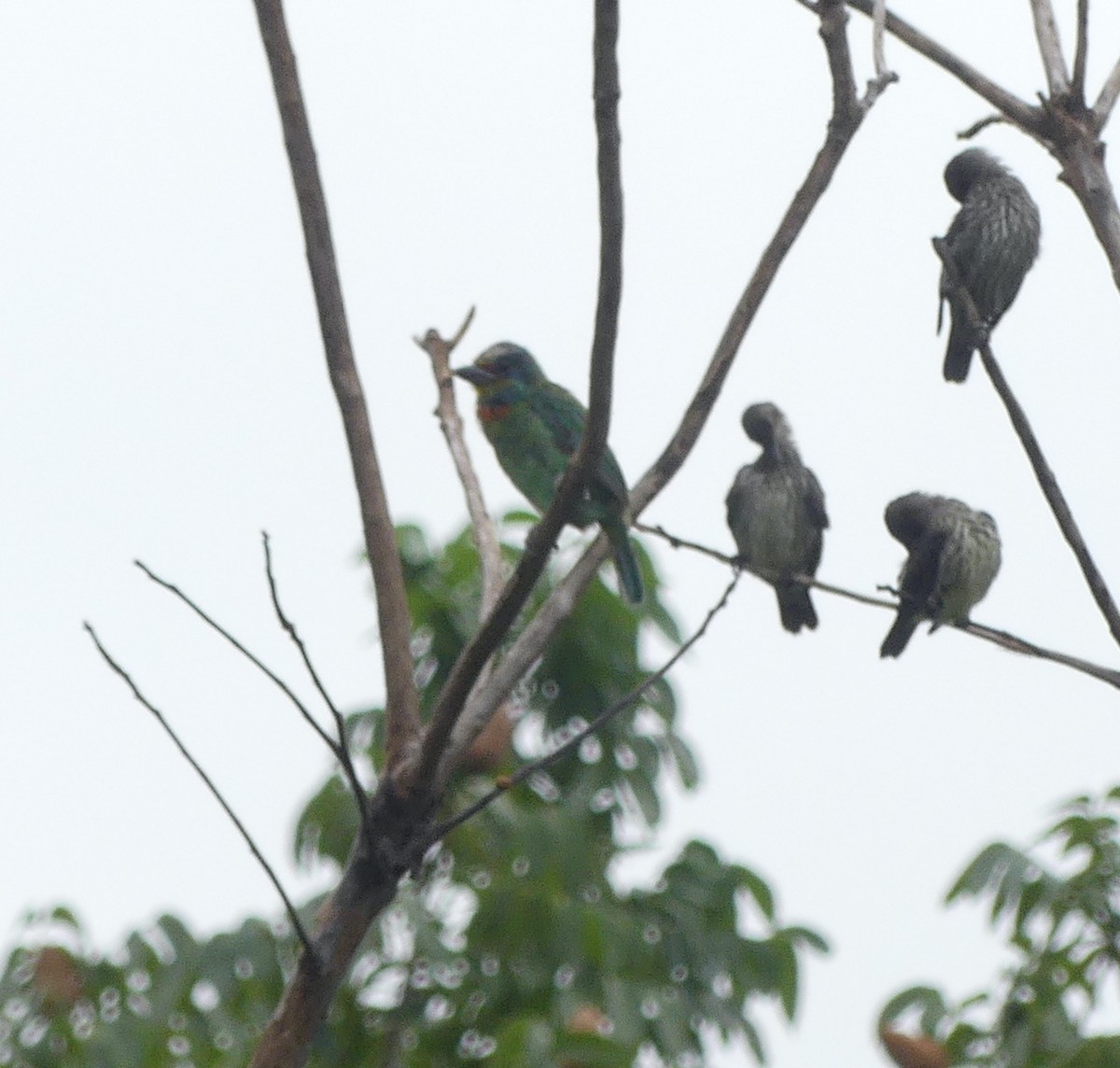 Barbu de Formose - ML640019996