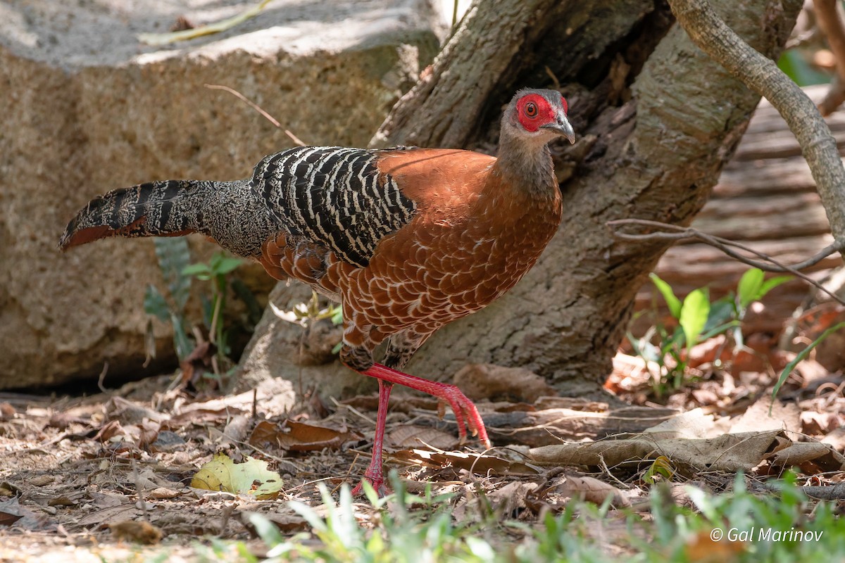 Siamese Fireback - ML640020023