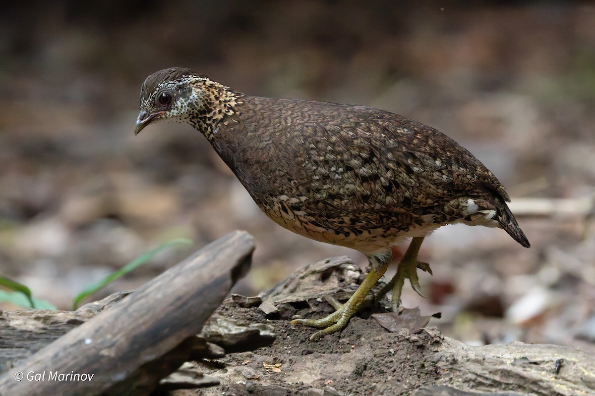 Scaly-breasted Partridge (Green-legged) - ML640020024