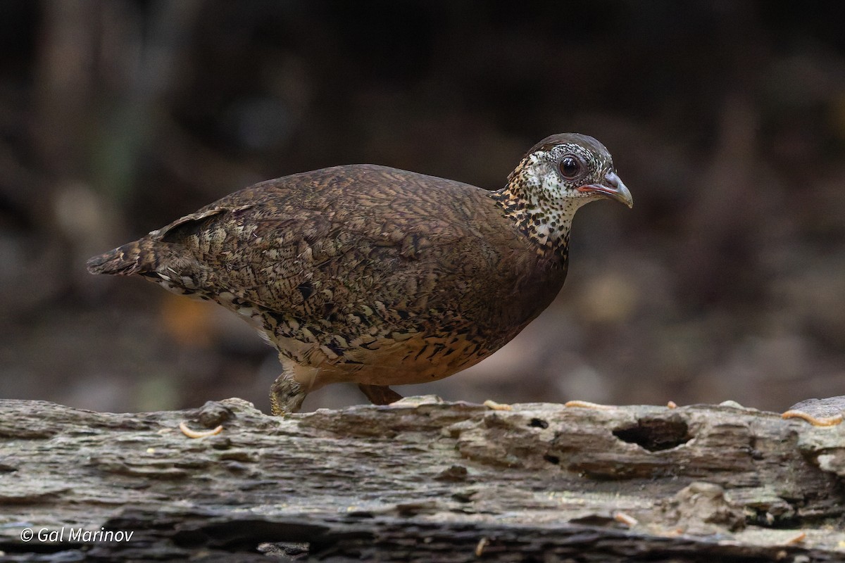 Scaly-breasted Partridge (Green-legged) - ML640020025
