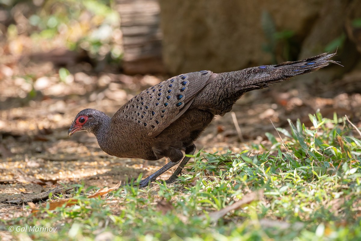 Germain's Peacock-Pheasant - ML640020031