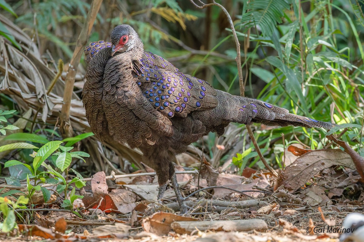 Germain's Peacock-Pheasant - ML640020032