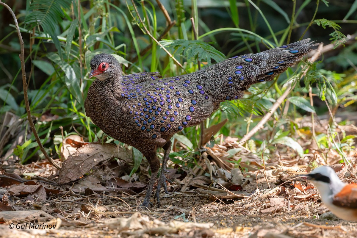 Germain's Peacock-Pheasant - ML640020033